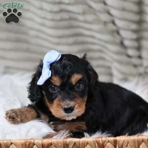 Rainbow, Cavapoo Puppy